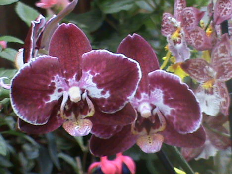 Phalaenopsis Ever Spring