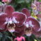 Phalaenopsis Ever Spring