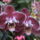 Phalaenopsis_ever_spring_886211_17565_t