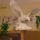 Cimg2921_887826_76852_t