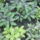 Kep_155-002_887111_70716_t