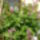 Kep_278_887119_93843_t