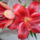 Liliom_1_887955_87659_t