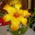 Liliom_3_887957_49678_t