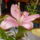 Liliom_4_887958_93162_t
