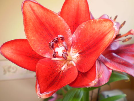 LILIÓM 5