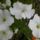Petuniak_887207_39738_t
