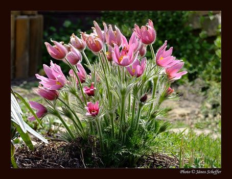 2008_Pulsatilla03_800