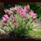 2008_Pulsatilla03_800