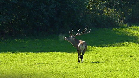 Szarvasbőgés 2010.09.  Málé-hegy