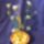 Katang_koro_889760_86523_t