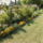 Barsonyviragaim_808810_72950_t