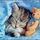 Cica373_88970_513231_t