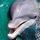 Delfinek803_88896_304560_t