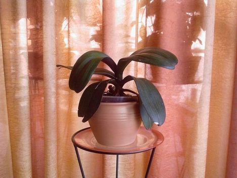 Első és legkedvesebb orchideám fejlődése 2010. április 1-től.