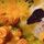 Halak020_88903_790071_t