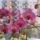 Junius_24_pompazik_808906_92539_t