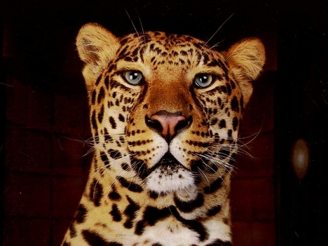 Leopard_004