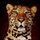 Leopard_004_88925_189336_t