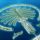 Palmafasziget_808752_15416_t