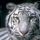 Tigris_011_88950_815618_t