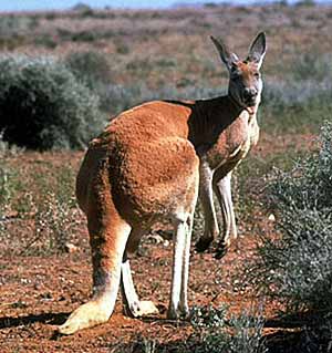 vörös óriás kenguru 1