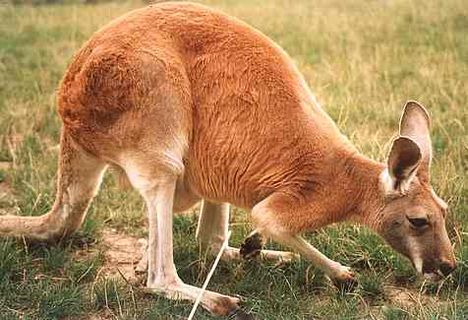 vörös óriás kenguru 2