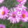 Aster_10_891638_16209_t
