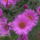 Aster_6_891634_88057_t