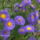 Aster_7_891635_62904_t