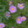 Aster_8_891636_81603_t