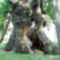 ezeréves tölgyfa Hédervár