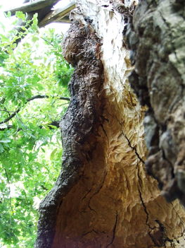 Hédervár ezeréves tölgyfa
