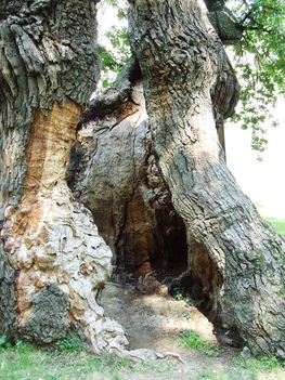 Hédervár ezeréves tölgyfa