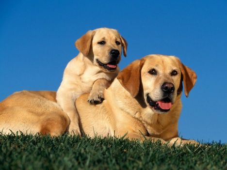 Yellow_Labradors