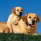 Yellow_Labradors