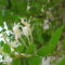 LONC- Lonicera Japonica Holliana