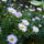 Aster_895440_14206_t
