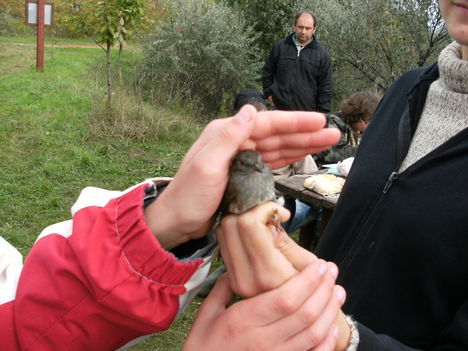 2010.10.2-3 madárgyűrűzés 27