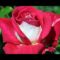 Rózsa Csoda 1