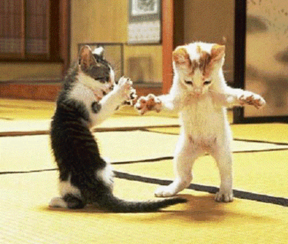 tánci cicák