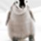 Császár Penguin, 900 gramm,  17,7 cm .Ez a huszonegyedik sikeres születése császár pingvin anyának a San Diego-i Állatkertben Észak-Amerikában.