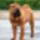Jo_kutyus_898643_74126_t