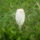 Kucsmagomba_898866_84325_t