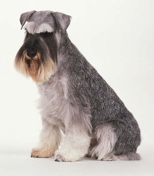 m_schnauzer_06