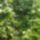 Meg_mindig_zold-001_898270_81878_t