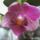 Mini_orchidea_898699_72029_t