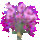 Virag_898003_72916_t