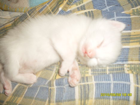2010. csicsija cica babája