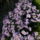 Aster-001_899731_61351_t